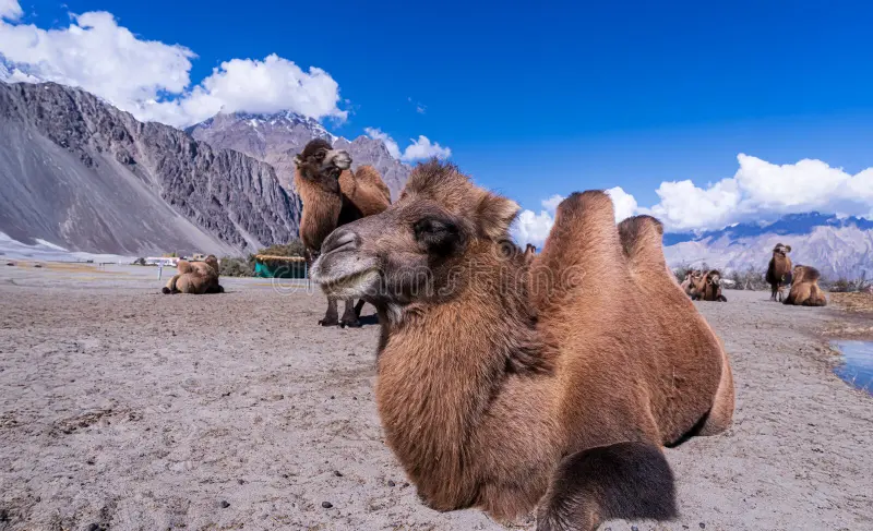 Camel Farm