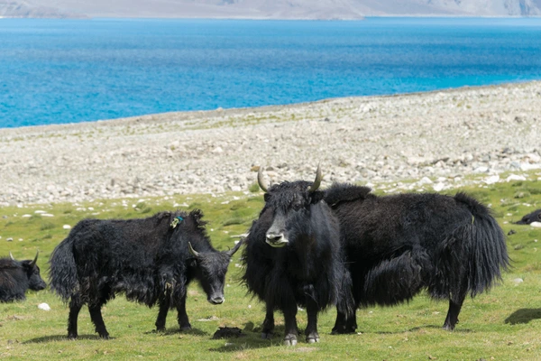 Changthang Wildlife Sanctuary